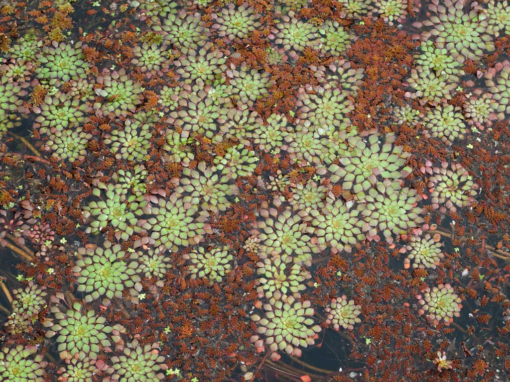 Ludwigia Sedioides Mosaico Contemplação de plantas - Fazenda Vargem Grande - Areias/SP